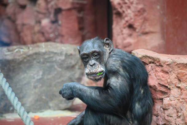 monkey ape, primate animal - Φωτογραφία, εικόνα