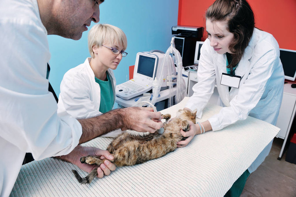 portrait of a veterinarian and assistant in a small animal clinic at work - Photo, Image