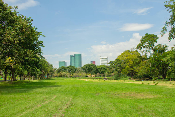 Tropisch uitzicht op groen grasveld en bomen in openbaar park met stadsgebouwen op de achtergrond. (Selectieve focus) - Foto, afbeelding