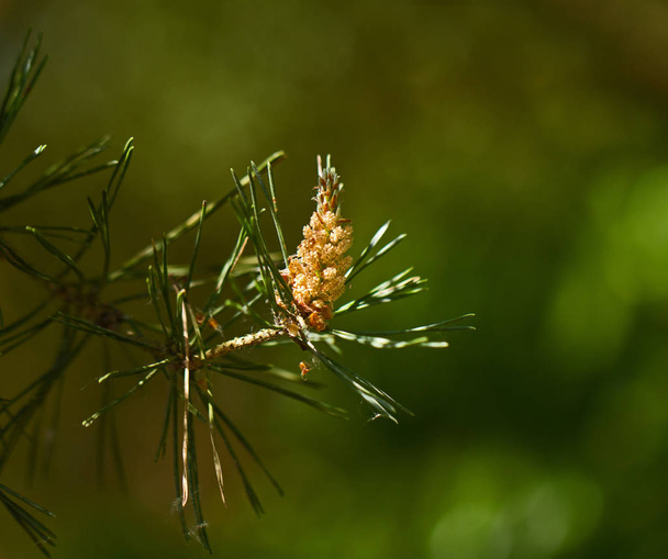 Pine Tree Flower against green background - Photo, Image