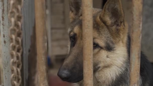 Sad shepherd in a cage in an animal shelter. - Footage, Video