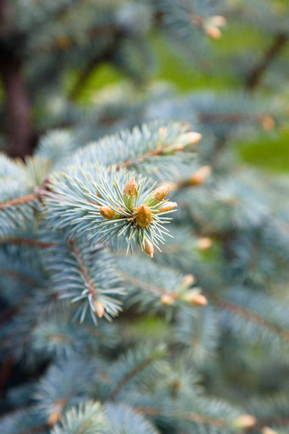 Blue fir branch. Shallow DOF. In forest near Novosibirsk - Foto, immagini