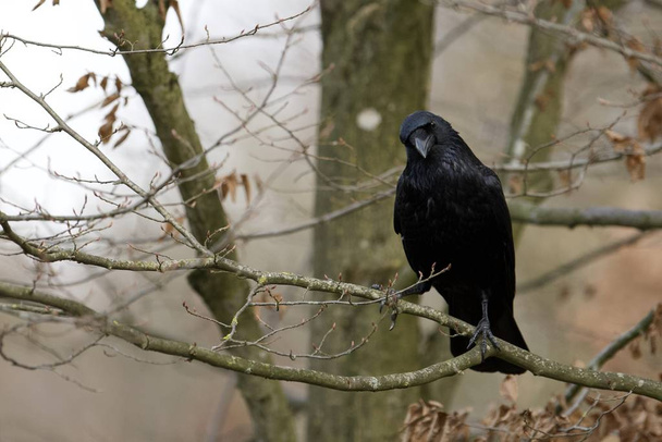 Gemeiner Rabe (corvus corax) eingeschüchtert - Foto, Bild