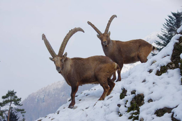 Capricorn wild animal, goat with horns - Foto, imagen