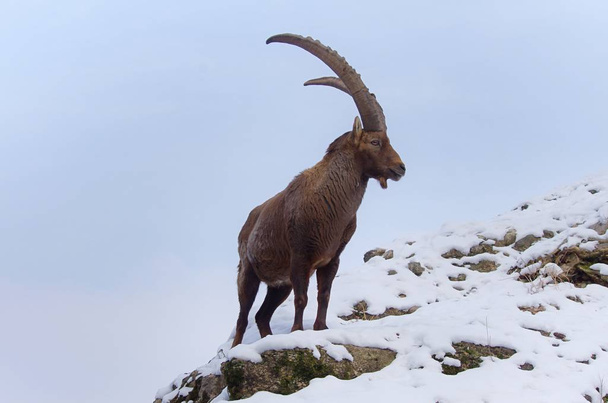 Capricorn wild animal, goat with horns - Foto, Imagem