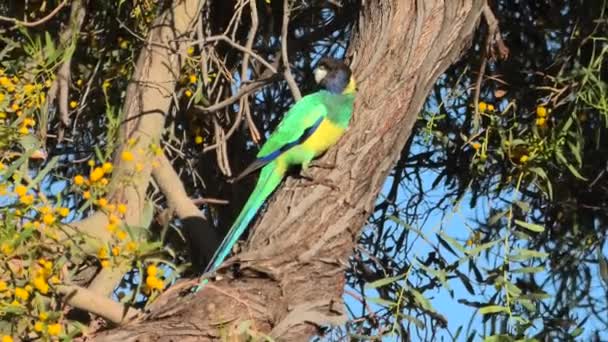 Australijski Dwadzieścia osiem Papuga - Materiał filmowy, wideo