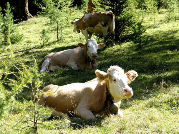 cows on the pasture - Zdjęcie, obraz