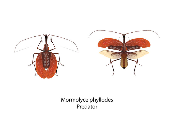 mormolyce phyllodes Objektvektor für Grafikdesign, Kunst, Bildung, Wissenschaft, Landwirtschaft. Dieses Insekt ist ein Raubtier. - Vektor, Bild