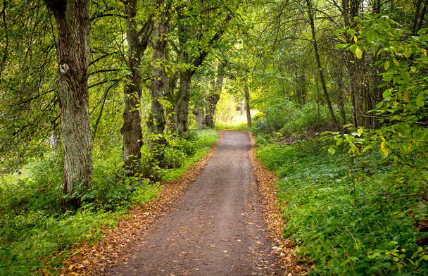 Un camino de grava en medio de un bosque
 - Foto, imagen