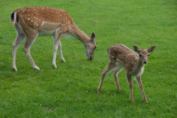 nature fauna and wildlife of deer animal - Valokuva, kuva
