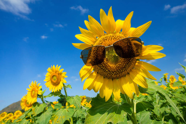 blooming sunflower in the garden - Фото, изображение