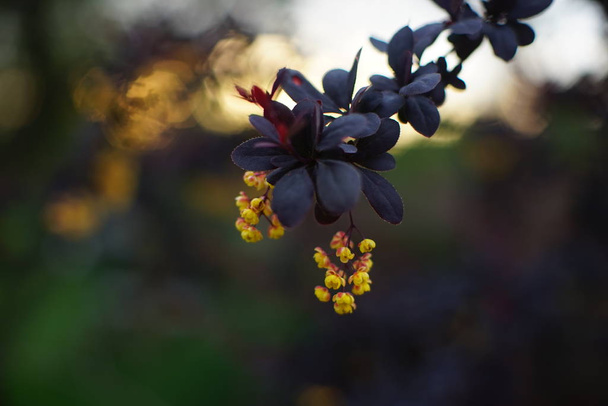 Barberry bush blooms with small yellow flowers. - Photo, Image