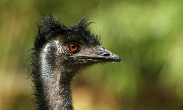 ostrich bird animal, wildlife - Fotó, kép