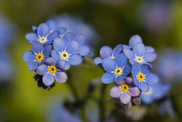 A close up of a tiny Forget Me Not plant - 写真・画像