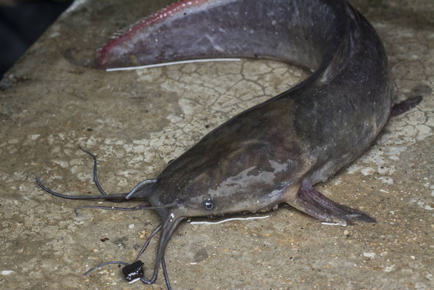 alive catfish on the cement floor - Photo, Image
