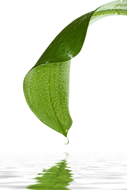 Капли на зеленом листе
 - Фото, изображение