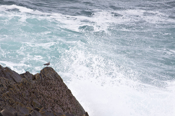 surfear en la costa rocosa de los terrenos iris - Foto, imagen
