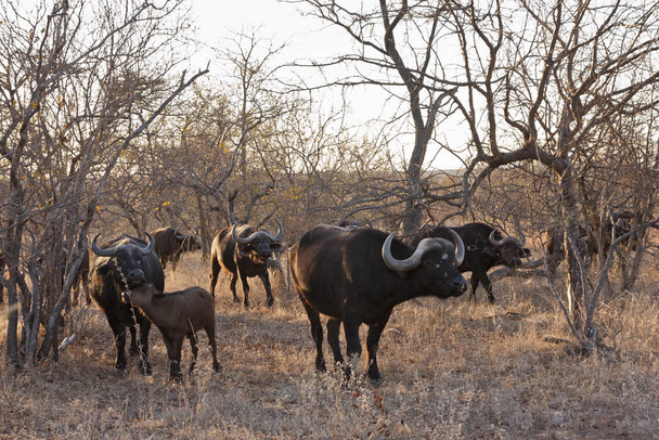 african buffalo (syncerus caffer) - 写真・画像