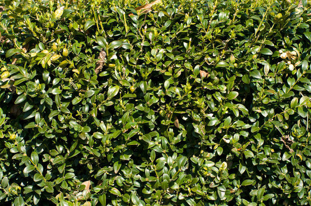 The background of the plant Buxus - Fotografie, Obrázek