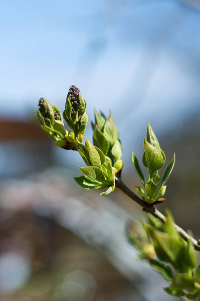 The first spring buds of Syringa. - Foto, Imagem
