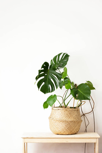 Monstera home potted plant front view, home gardening concept - Fotoğraf, Görsel