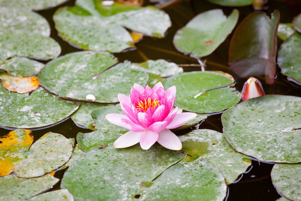 Lily lotus flower, pond flora - Φωτογραφία, εικόνα