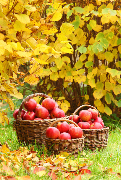 Pommes fraîches mûres dans le panier. Photo sur le thème automne au jardin bio
. - Photo, image