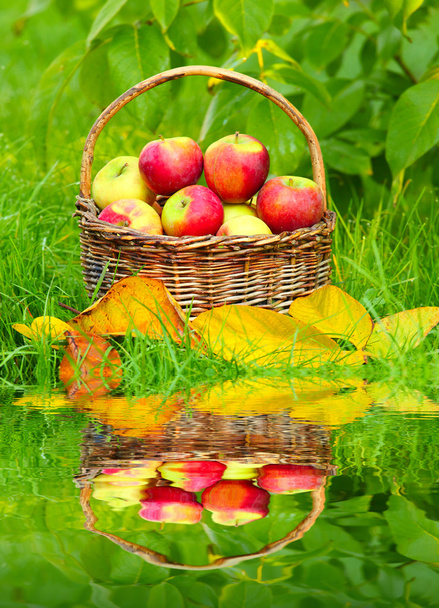 Manzanas rojas y amarillas en la cesta
 - Foto, Imagen