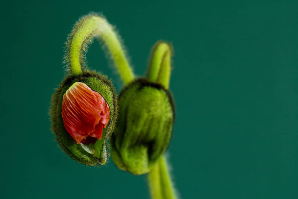 two buds of poppy - Fotografie, Obrázek