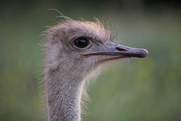schilderachtig uitzicht op prachtige struisvogels in de natuur - Foto, afbeelding