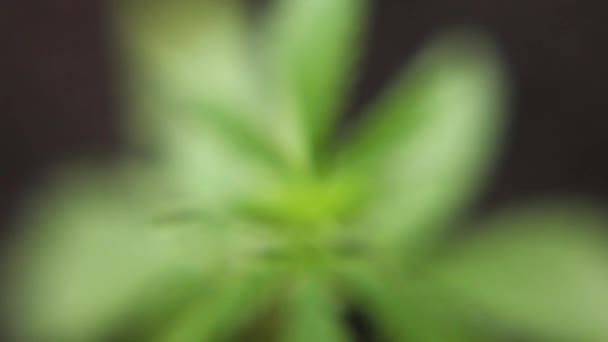 Sulje marihuanan kasvit heiluvat hellästi tuulessa. Kannabismainos kasvaa. Käsite kasviperäisten vaihtoehtoisen lääketieteen, CBD öljy
 - Materiaali, video
