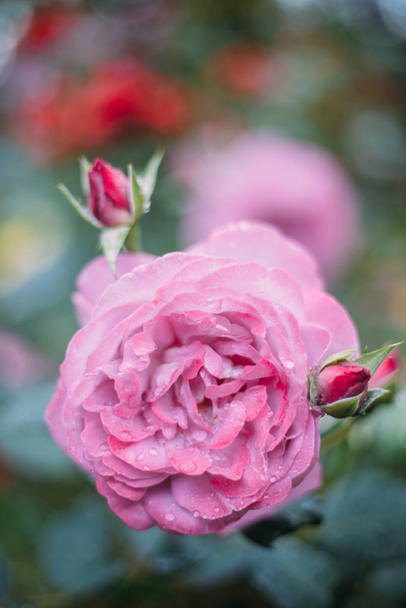 różowe róże w ogrodzie po deszczu rano - Zdjęcie, obraz