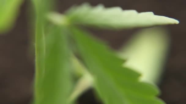 Cannabis dans des conditions naturelles. Des feuilles de chanvre dans le vent. La publicité pour le cannabis pousse. Concept de médecine alternative à base de plantes, huile de CBD
 - Séquence, vidéo