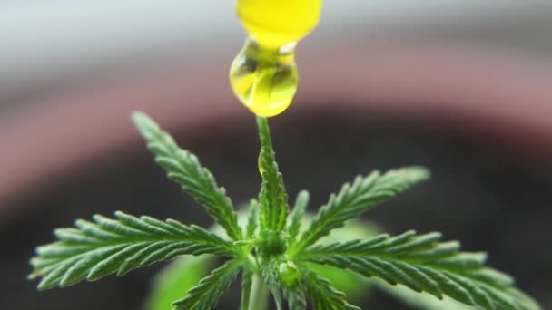 Macro close up of droplet dosing biological and ecological hemp plant herbal pharmaceutical CBD oil from jar. Concept of herbal alternative medicine, CBD oil - Footage, Video