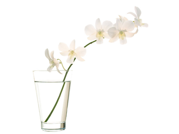 beautiful orchid flowers petals  - Foto, afbeelding