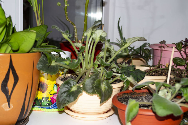 Indoor plants stand on the windowsill - Photo, Image