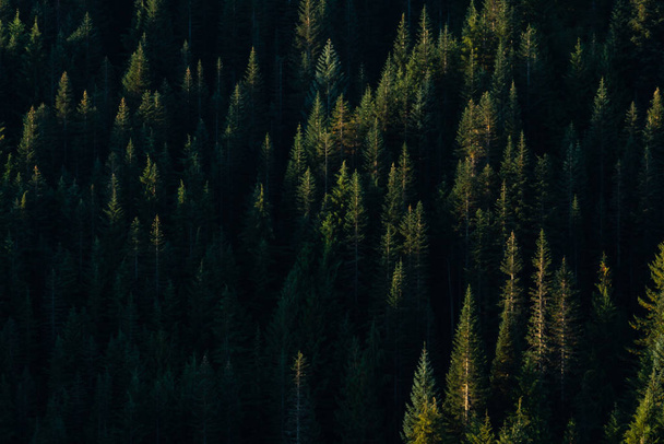 Slunce zvýrazňuje jednotlivé stromy v borovicovém lese - Fotografie, Obrázek
