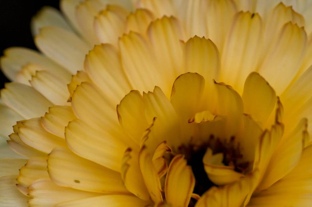 beautiful view of natural marigold flower - 写真・画像