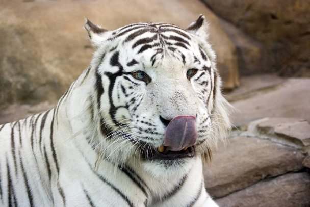 White tiger with green eyes washing nose by tongue - 写真・画像