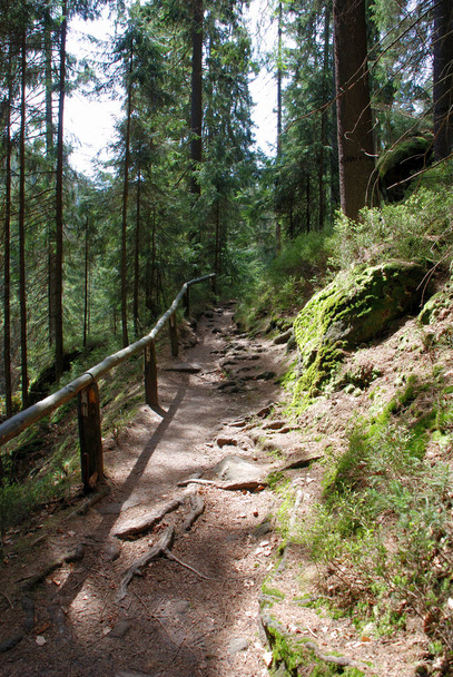hiking in the saxon switzerland - Photo, image