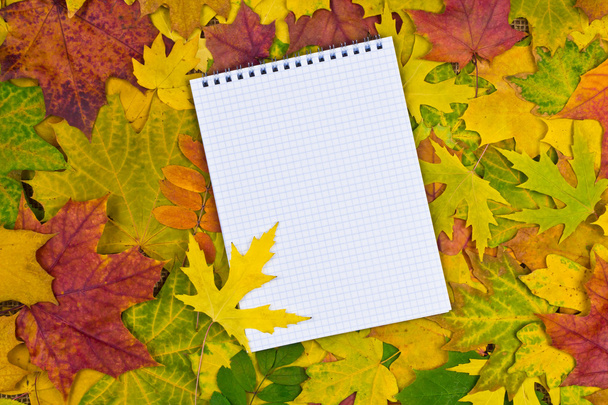 Paper in the autumn background - Foto, afbeelding