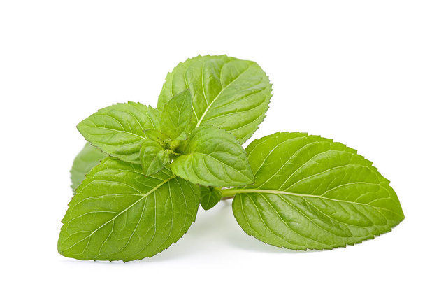 mint leaves isolated on white - Foto, immagini