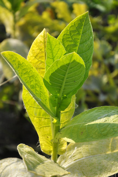 Leaves and stems of tobacco - Photo, Image