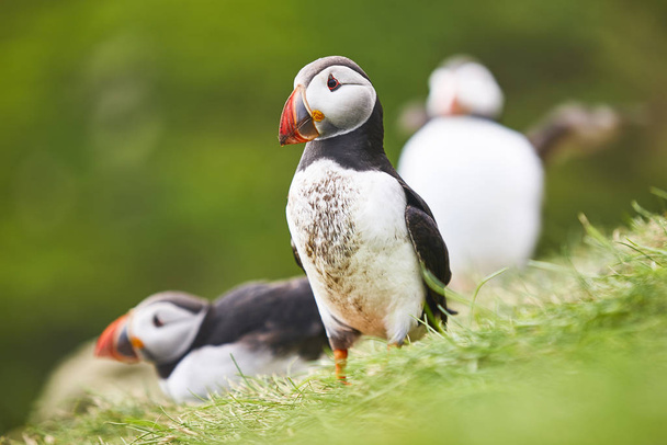 Puffins on Mykines cliffs with green background. Faroe birdlife - Photo, Image