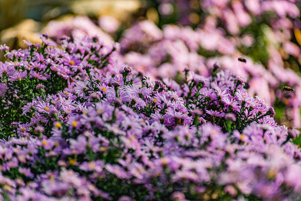 Низькі кущі бузкових хризантем цвітуть, а метелики та бджоли літають навколо. Осінні квіти під сонцем. Дзижчання комах, які збирають пилок у жовтні, вересні та листопаді
 - Фото, зображення