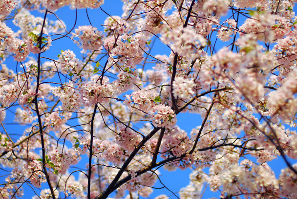spring tree, flowers on branches, Cherry blossom - Foto, Bild