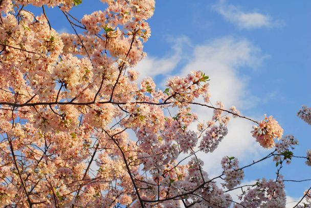Frühlingsbaum, Blumen auf Ästen, Kirschblüte - Foto, Bild