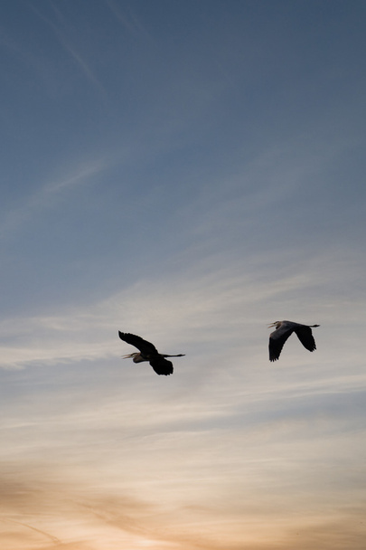 Herons at Sunrise - Photo, Image
