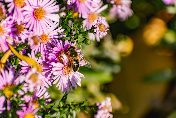 Low bushes of lilac chrysanthemums bloom, and butterflies and bees fly around. Autumn flowers under the sun. The buzzing of insects that collect pollen in October, September and November - Photo, image