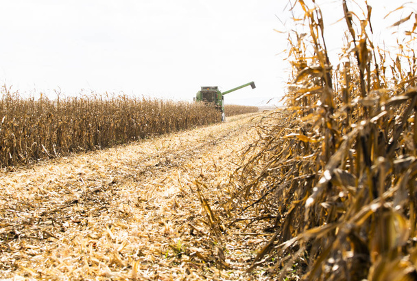 Combine harvester working in a corn field - Photo, Image